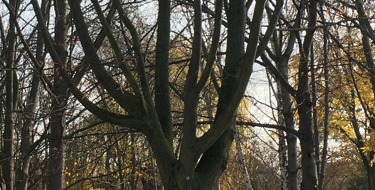 Foto von verschiedenen Berliner Stadtbäumen